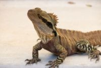 ポップコーン袋にトカゲ101匹を詰めて密輸しようとした男に8年の実刑（オーストラリア）