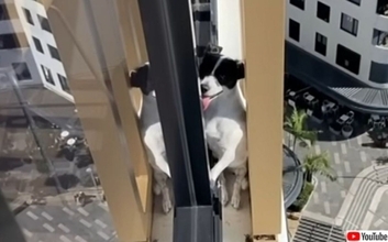 突如消えた犬を近隣住民がドローンで発見！13階の外壁から救出される