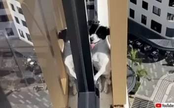 突如消えた犬を近隣住民がドローンで発見！13階の外壁から救出される