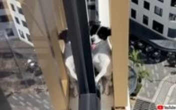 突如消えた犬を近隣住民がドローンで発見！13階の外壁から救出される