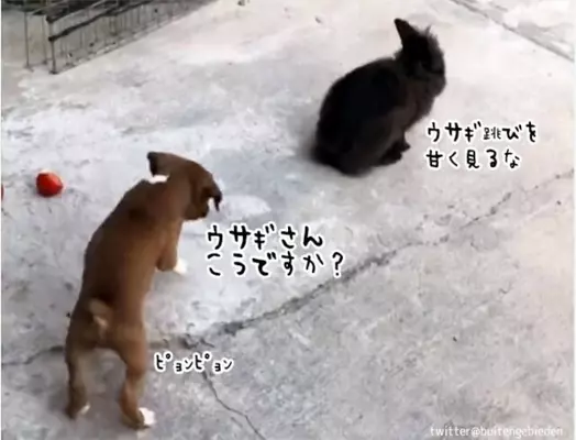 ふざけんなこの紙こうしてやる 飼い主さんの貼り紙に怒れるウサギが凶暴化 19年11月26日 エキサイトニュース