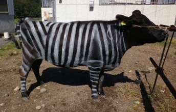 牛をシマウマ柄にすると虫よけ効果、日本の研究がイグノーベル賞を受賞