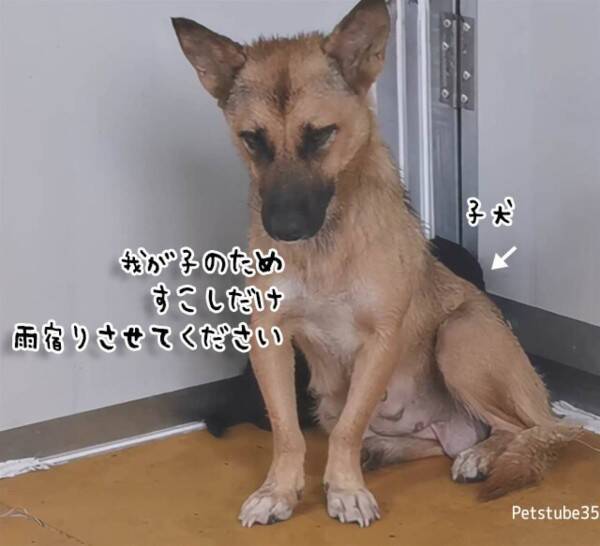 雨の日に助けを求めてやってきた犬の親子 子供を守ろうとする母犬の姿に感動し家族に迎え入れる 22年1月29日 エキサイトニュース