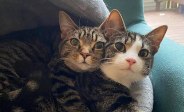 優しさに包まれたい時もあるから 寄り添ったりハグしたり 温かい気持ちになれる動物たちとの写真集 22年2月17日 エキサイトニュース