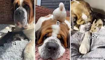 犬の視界は白黒ではなかった 色 角度 歪み 動物たちの視界を再現した動画がすごすぎる 13年12月19日 エキサイトニュース