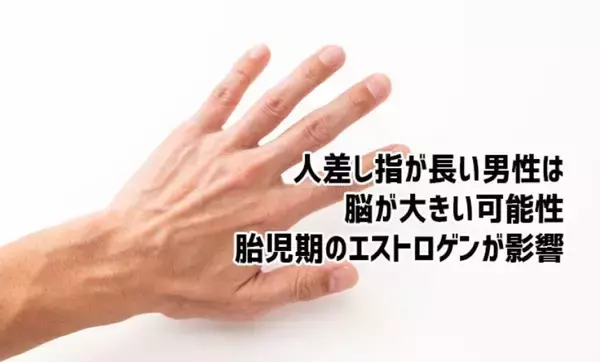人差し指が長い男性は脳が大きくなる？胎児期のエストロゲンが脳の進化を促した可能性