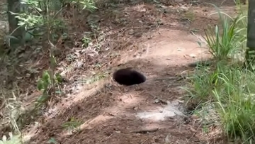 山道に暗黒の穴が！よく見たらカワウソの赤ちゃんだった