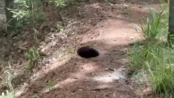 山道に暗黒の穴が！よく見たらカワウソの赤ちゃんだった