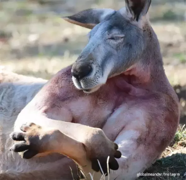 強い（確信。マッチョなルーが筋肉を抱き抱えるようにお昼寝