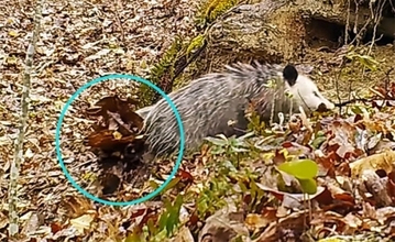 尻尾で葉っぱをくるんと巻いて。キタオポッサムの巣材運びがかわいい