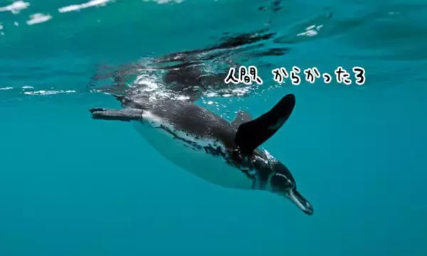 ガラパゴスペンギン。なぜか人間ダイバーにうざがらみ