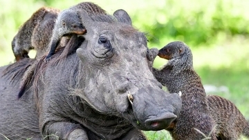 協力関係を築く異種の動物たちは、どのように意思疎通しているのか