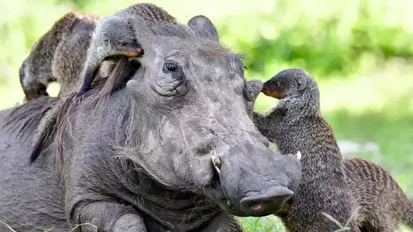 協力関係を築く異種の動物たちは、どのように意思疎通しているのか