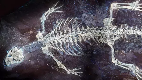 1億2500万年前のワニの体の模様が明らかに。紫外線で尾の縞模様が浮かび上がる