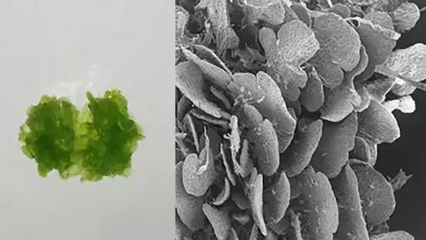植物が種子を使わず自分のクローンで繁殖するための遺伝子スイッチを発見（日本研究）