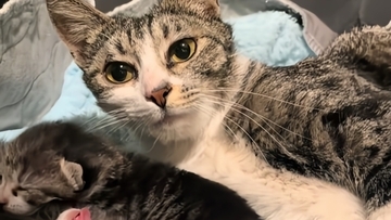 出産した野良猫が、人間を頼って子猫を1匹ずつ家の敷地内に運んできた