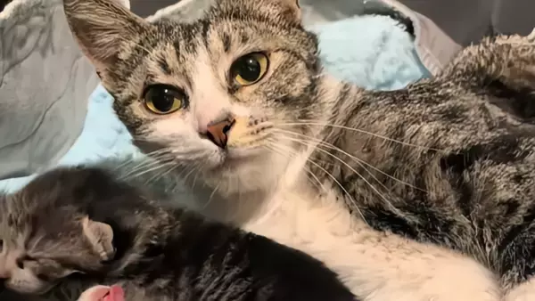 出産した野良猫が、人間を頼って子猫を1匹ずつ家の敷地内に運んできた