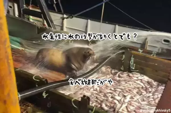 食べ放題やん！漁船に乗り込み魚を食べるトドを追い払おうとするも水攻撃は効かなかった