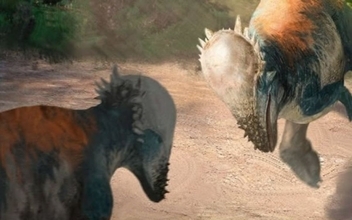 モンゴルで白亜紀前期の頭突き恐竜の化石を発見、新種新属「ザバケファレ・リンポチェ」