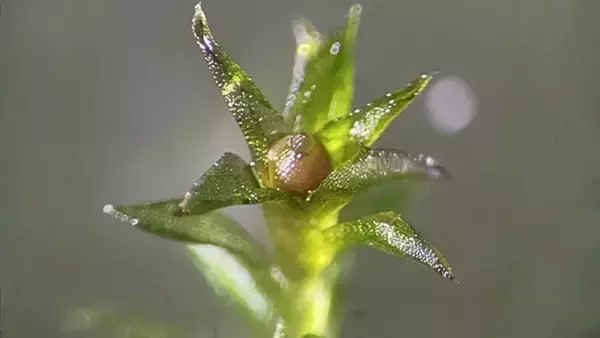 驚異の生命力。コケの胞子が宇宙空間で9カ月間生存、8割以上の発芽を確認