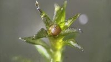 驚異の生命力。コケの胞子が宇宙空間で9カ月間生存、8割以上の発芽を確認