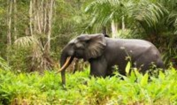 ゾウが農園を襲うのは「薬草」を探すため。果物の茎や葉を寄生虫薬に使用していた