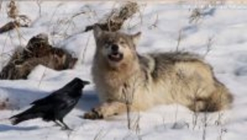 ワタリガラスはオオカミを追わない。狩場を記憶し先回りして獲物の残りにありつく