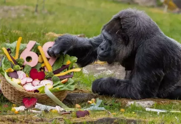 69歳になりました！「飼育下で世界最高齢」のゴリラが今年も無事に誕生日を迎える