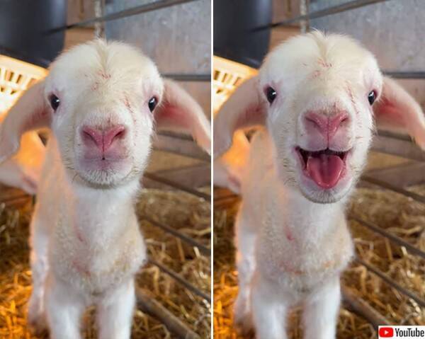 ボク今日生まれたよ 羊の赤ちゃんが元気にお返事 22年4月4日 エキサイトニュース