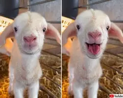 世界最小の猫種 サビイロネコ の赤ちゃんが生まれたよ イギリス 年5月7日 エキサイトニュース 世界最小の猫種 サビイロネコ の赤ちゃんが生まれたよ イギリス 年5月7日 エキサイトニュース