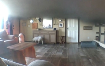 火事になった家に残された３匹の犬、隣人が救出する瞬間をとらえた防犯カメラ映像
