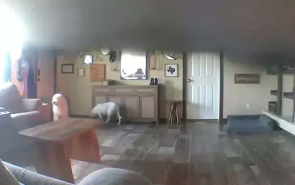 火事になった家に残された３匹の犬、隣人が救出する瞬間をとらえた防犯カメラ映像