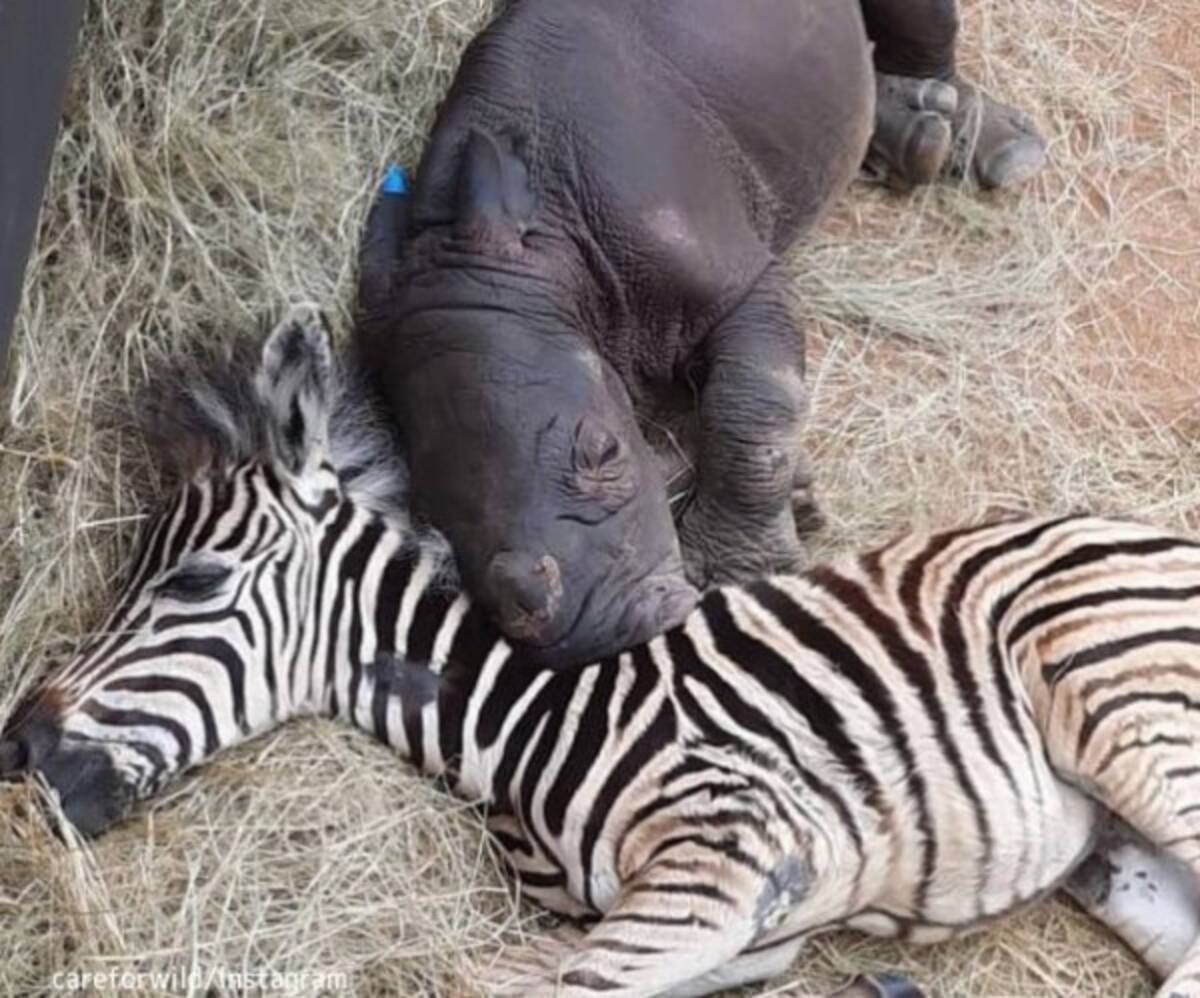孤児の赤ちゃんサイとシマウマが施設で出会い 深い絆を結ぶ 22年2月13日 エキサイトニュース