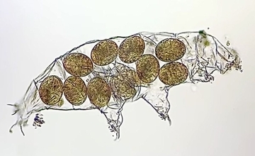 生まれた！クマムシの卵が孵化し、脱皮殻を破って出てくる瞬間をとらえた顕微鏡映像