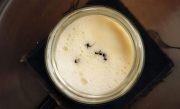 アリが発酵の鍵？ブルガリアで古くから伝わるアリ入りヨーグルトを科学者が再現