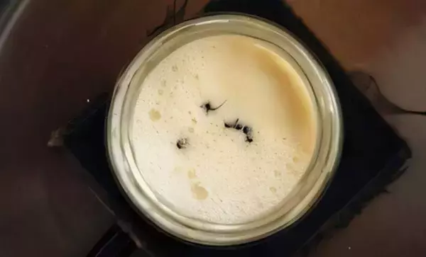 アリが発酵の鍵？ブルガリアで古くから伝わるアリ入りヨーグルトを科学者が再現