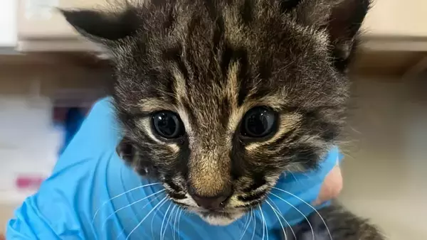 猫だと思ったら… 消防士が山火事から救ったのはボブキャットの赤ちゃん！