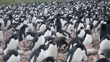 気候変動が南極のペンギンに与えた影響が人工衛星で明らかに。食の変化がフンの色に反映