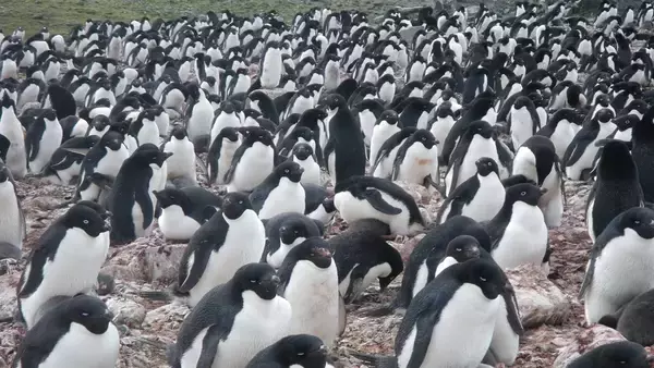 気候変動が南極のペンギンに与えた影響が人工衛星で明らかに。食の変化がフンの色に反映