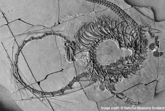 伝説のドラゴンそっくりな2億4000万年前の海竜の全身化石が公開される