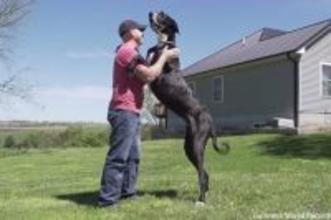 体高97cmのグレートデーンが世界一背の高い現存する犬の世界ギネス記録に認定