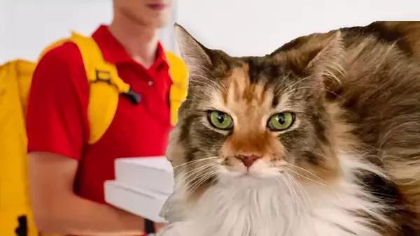 ピザの配達員がさまよっていた猫と出会い、最高のチップとして受け入れる