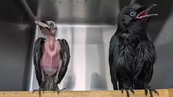 ほぼ毛のない状態で救助されたカラスのヒナ、施設の子ガラスが熱心にお世話する