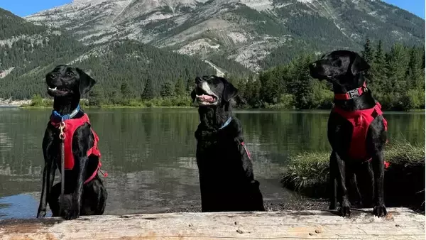 保護犬部隊が外来種の二枚貝から河川や湖を守る（カナダ）