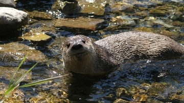うれしいニュース。米ニューヨークの川で野生のカワウソが100年ぶりに目撃される