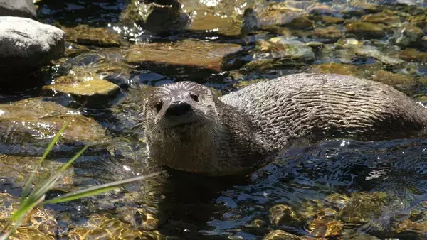うれしいニュース。米ニューヨークの川で野生のカワウソが100年ぶりに目撃される