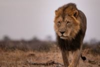 史上初、DNA鑑定によりライオンの殺害と密売で有罪判決（ジンバブエ）