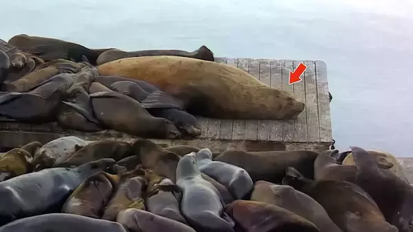 飛びぬけてデカい！アシカに交じって桟橋でくつろぐ巨大トドが話題をさらう