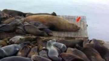 飛びぬけてデカい！アシカに交じって桟橋でくつろぐ巨大トドが話題をさらう