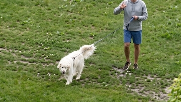出産間近の女性が病院の窓から外を見ると愛犬の姿が！義父の粋なサプライズ